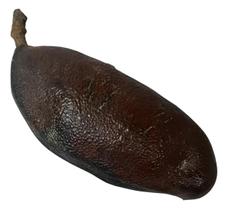 Fava de Jatobá Força Vitalidade Proteção Espiritual Fava de Jatobá Força Vitalidade Proteção Espiritual