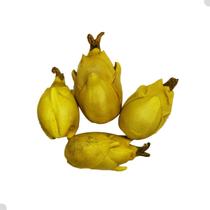 Fava de Oxum Flor Fechada Ritual Religioso 1 Unidade