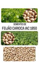 Feijão Carioca IAC 1850 - 1KG de Sementes