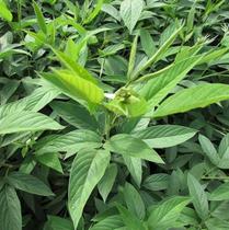 Feijão guandu cv iapar aratã