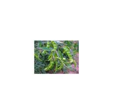 Feijão Guandu Super N - 1KG de Sementes - Pastagens/Adubação Verde