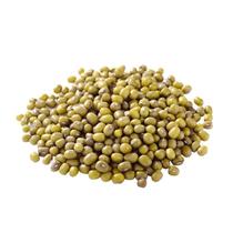 Feijão moyashi Feijão moyashi