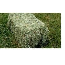 FENO TIFTON 85 ATÉ 8 KG Para Porquinho da India, Coelho, Cavalo e Roedores em Geral.