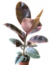 Ficus elastica Ruby adulta de 70 a 90 cm - Green house