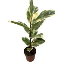Ficus Elástica Tineke Pote 17 - Holamb