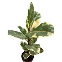 Ficus Elástica Tineke Pote 17