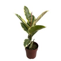 Ficus Elástica Tineke Variegata P17 Planta Exótica E Rara - Inspira Flora