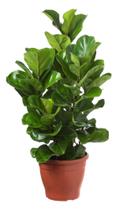 Ficus lyrata 3 Hastes superbotânica 1mt