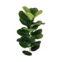 Ficus Lyrata Artificial De 85cm Com 23 Folhas Para Decorações De Escritório, Hotel, Café, Casamentos Ficus Lyrata Artificial De 85cm Com 23 Folhas Para Decorações De Escritório, Hotel, Café, Casamentos