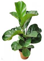 Ficus Lyrata Bambino 50cm natural escritório