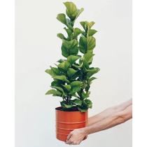 Ficus lyrata bambino para escritório sala