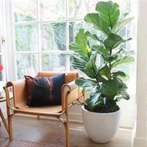 Ficus Lyrata - Figueirão de Folhas de Violino com 70 a 80 cm de Altura