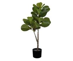 Ficus Umbelatta X2 Verde Ficus Umbelatta X2 Verde