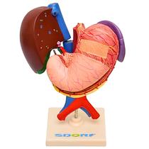 Fígado, vesícula biliar, estômago, pâncreas, baço e duodeno Fígado, vesícula biliar, estômago, pâncreas, baço e duodeno