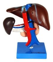 Figado, Vesícula Biliar, Pâncreas e Duodeno, Anatomia