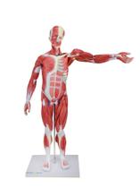 Figura Muscular Assexuada de 80 cm com Órgãos Internos em 27 Partes