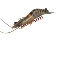 Figure Toy Realistic Lobster Marine Life Model de 22 cm para crianças Figure Toy Realistic Lobster Marine Life Model de 22 cm para crianças