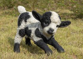 Figurine Hi-Line Gift Ltd. Pequeno cordeiro preto e branco