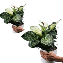 Filodendro planta natural decoração com vaso - Quintaldobonsai