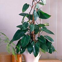 Filodendro Sanguíneo - Philodendron Sanguineum - Planta Tropical Trepadeira