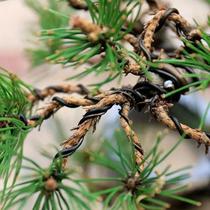 Fio De Treinamento Para Bonsai Em Alumínio Anodizado Preto 1 Unidade 196,85 Polegadas 4 Tamanhos