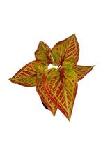 Flor Artificial Matinho Buque Decoração Arranjo de Flor Decorativo Flor Artificial Matinho Buque Decoração Arranjo de Flor Decorativo