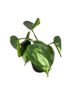 Flor Artificial Matinho Buque Decoração Arranjo de Flor Decorativo Flor Artificial Matinho Buque Decoração Arranjo de Flor Decorativo