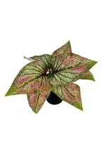 Flor Artificial Matinho Buque Decoração Arranjo de Flor Decorativo Flor Artificial Matinho Buque Decoração Arranjo de Flor Decorativo