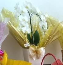 Flor branca vaso detalhes acabamento papel ouro fino