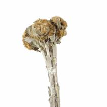 Flor Cara De Coruja Natural Desidratado