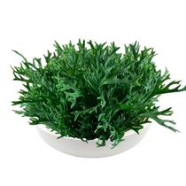 Flor Chifre Verde Tucho Toque Exótico e Natural para Sua Decoração Flor Chifre Verde Tucho Toque Exótico e Natural para Sua Decoração