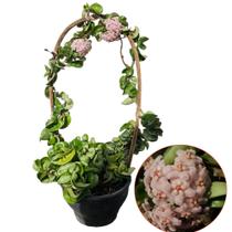 Flor de cera hoya compacta - QUINTALDOBONSAI