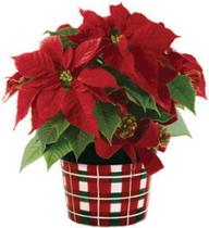 Flor de natal bico de papagaio decoração jantar linda - Grenn