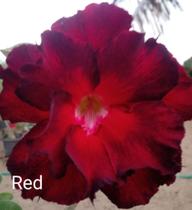 Flor do deserto Red - Hl flores