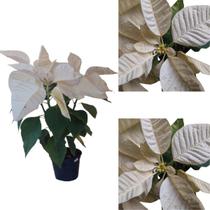 Flor Do Natal Bico-de-papagaio Poinsétia Branca Rara Adulta Decoração Natalina Jardim Interiores Exteriores Flor Do Natal Bico-de-papagaio Poinsétia Branca Rara Adulta Decoração Natalina Jardim Interiores Exteriores