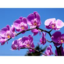 Flor Flores Orquídeas Papel De Arroz Para Bolos A4
