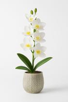 Flor orquídea branca 2 galhos - 62 cm Flor orquídea branca 2 galhos - 62 cm