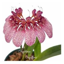 Flor Orquídea Bulbophyllum Eberhardtii Planta Adulta Natural Exótica Rara Natureza Ambientes - Orquiflora
