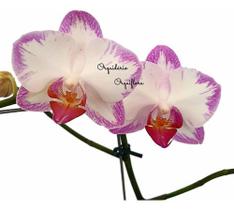Flor Orquídea Mini Phalaenopsis Exótica Planta Adulta N78 Decoração Natural Ambientes Jardins Beleza - Orquiflora