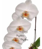 Flor Orquídea Phalaenopsis Cascata Alba Planta Adulta Natural Exótica Rara Jardins Natureza