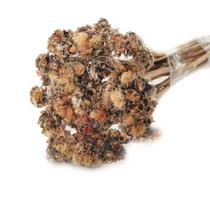 Flor Pé De Onça Natural Desidratado