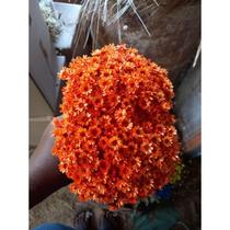flor sempre viva 2 buquês na cor laranja na flor sempre viva 2 buquês na cor laranja na
