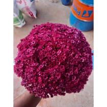 Flor sempre viva na cor Marsala , Flores sempre vivas marsala (kit com 400 flores) Flor sempre viva na cor Marsala , Flores sempre vivas marsala (kit com 400 flores)