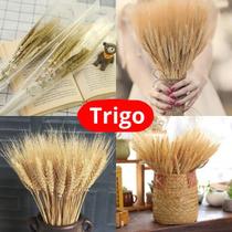 Flor Trigo Desidratado para Decoração c/ aprox. 200 hastes