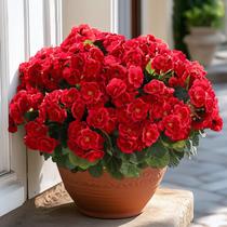 Flores artificiais: Alupssuc, seda, gerânio, decoração ao ar livre, vermelho