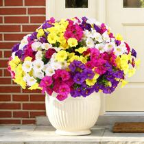 Flores artificiais CEWOR Morning Glory, 12 pacotes (amarelo fúcsia, branco, roxo)