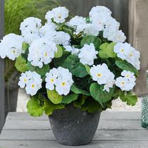 Flores artificiais Cherica Geraniums White 4 peças ao ar livre Flores artificiais Cherica Geraniums White 4 peças ao ar livre