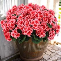 Flores Artificiais de Gerânio Hananona 6 Unidades Resistentes a UV