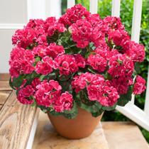 Flores Artificiais de Gerânio HyeFlora 6 Maços Resistente a UV Flores Artificiais de Gerânio HyeFlora 6 Maços Resistente a UV
