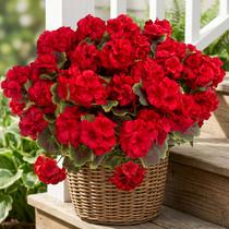 Flores artificiais de gerânio lovemoon 16 peças, vermelhas, resistentes a UV